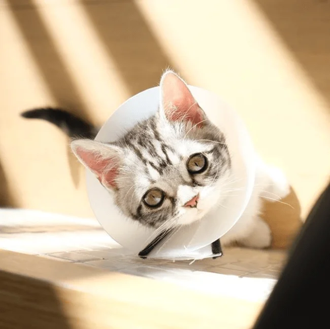 2020-02-249-43-05-sa3