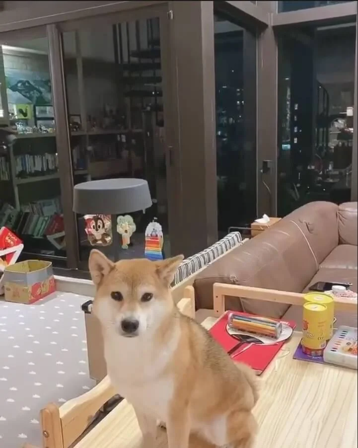 見到主人七情上面，布丁卻一臉的不明所以，形成有趣對比。