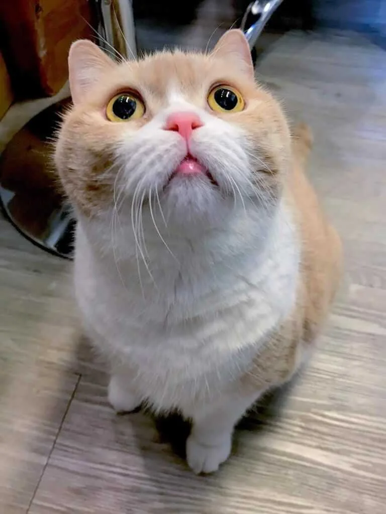 100593722_2600306363552063_6022459380752973824_o