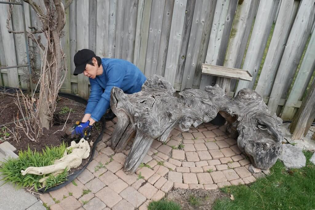 林嘉華喜歡園藝工作，家中的前後園都被他打理得井井有條。