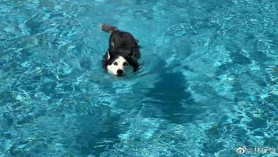 林保怡所養的雪橇犬阿水已經十四歲,阿水曾經歷大病做手術,一向視愛犬如家人的他,每天帶阿水外出散步五次,更會一起去游水。
