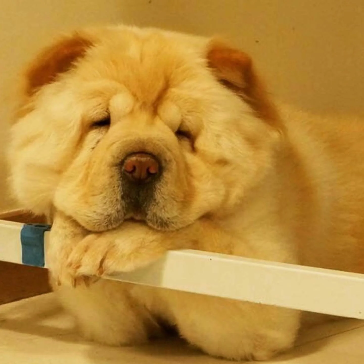 105988104_197233078275142_1718021200098970497_n