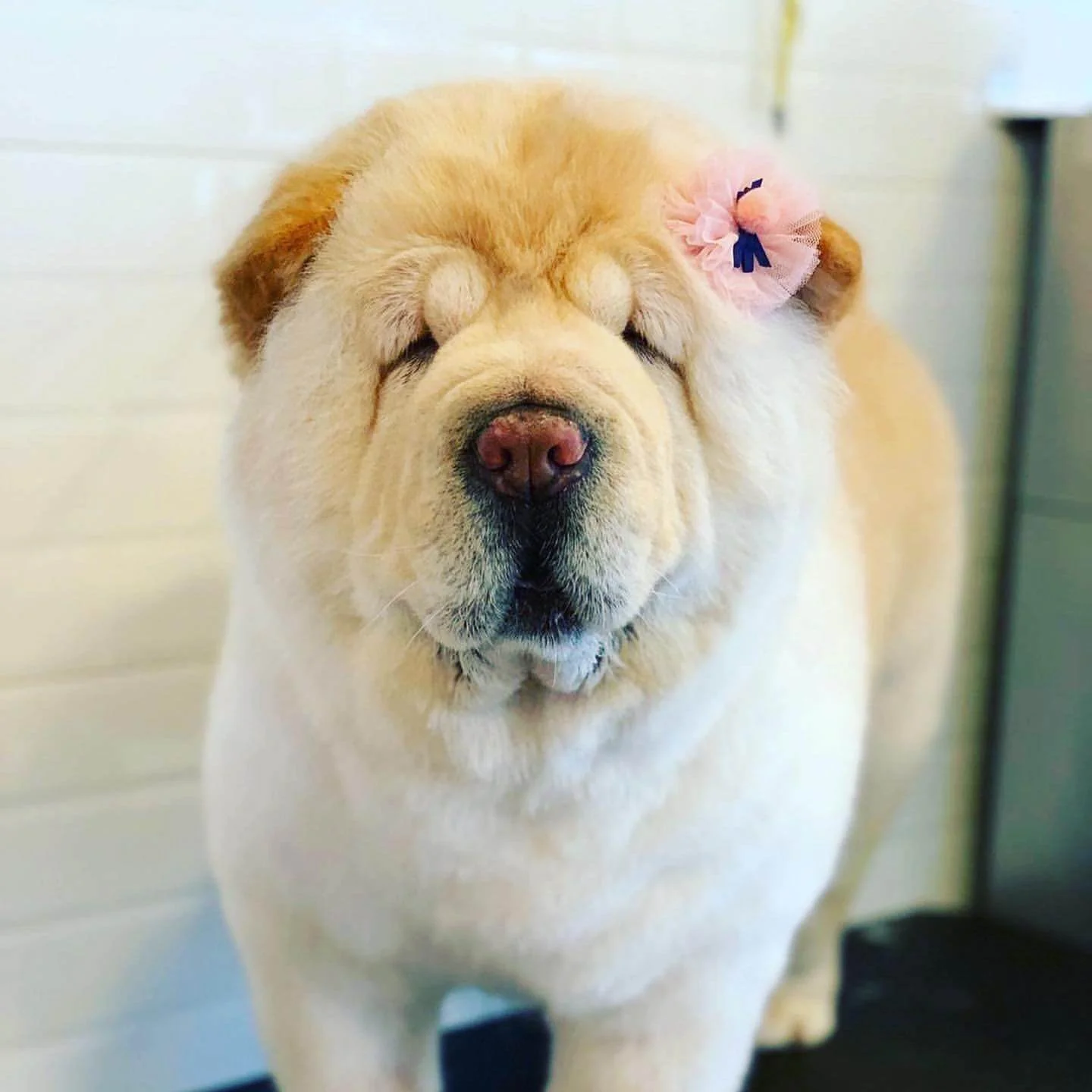 106046866_705552160243853_403769417404293131_n