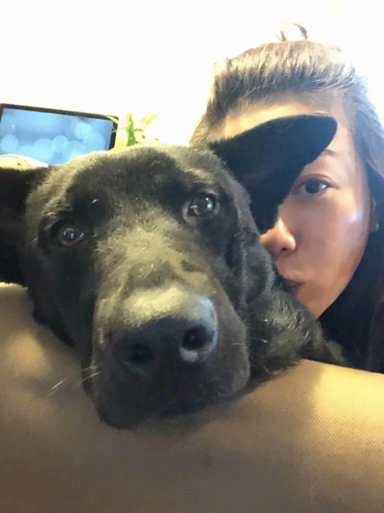 彭秀慧所養的黑色唐狗兩年前過身，令她傷心不已。