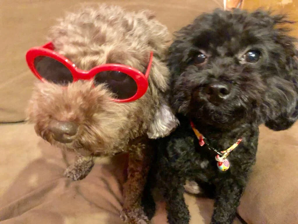 B女和B仔是一對母子狗,B女性格溫柔,很有母愛。