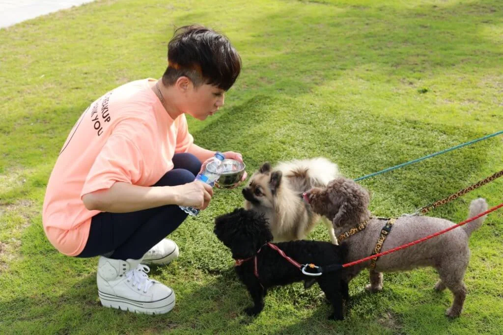 三隻狗狗雖然偶有爭寵,但相處總算融洽。