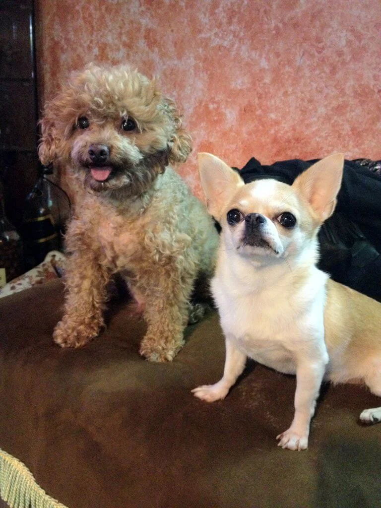 阿仔與Qubie是Vikki以前收養的,雖然已離開,但每次會盡能力讓牠們幸福。