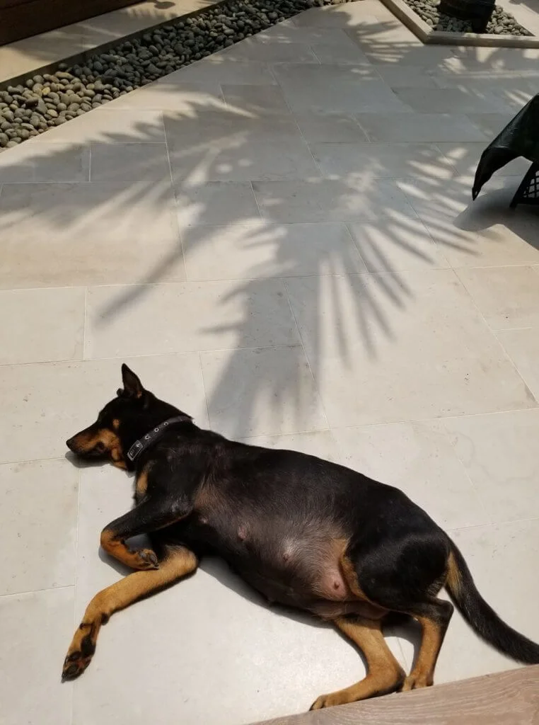 牛牛臨盆前在花園晒太陽，肚子已經很大。