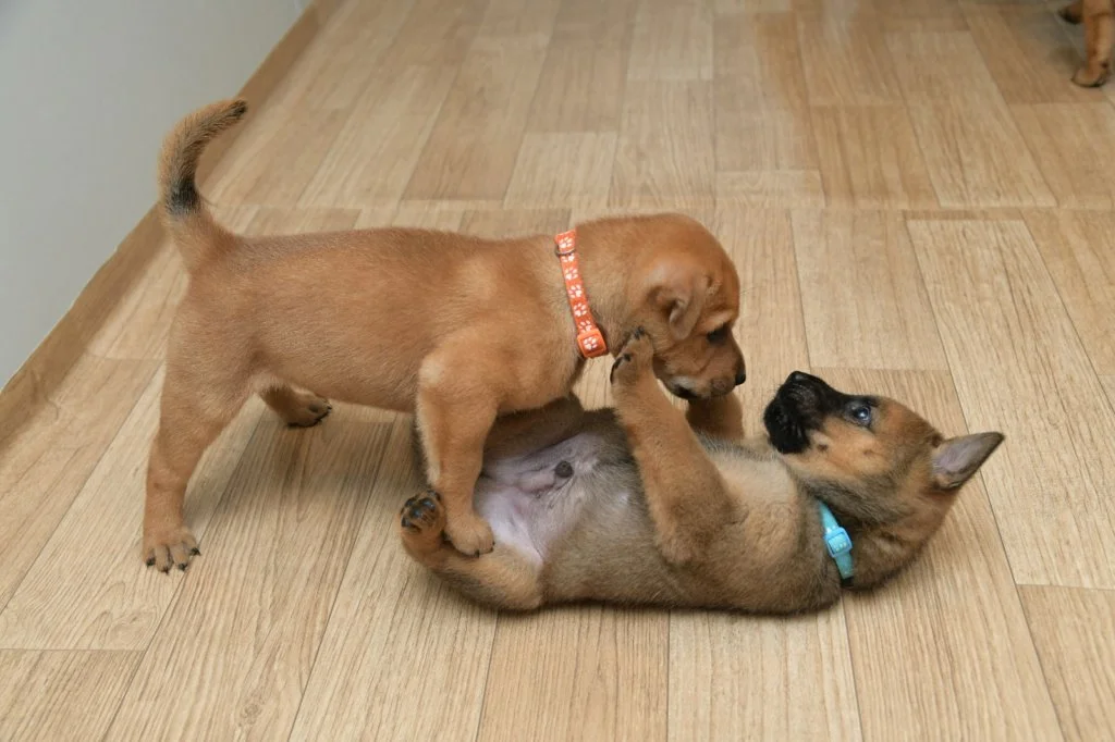 最小的弟弟牛魔王自幼愛逃跑，被哥哥牛脷酥按往冇得逃走。