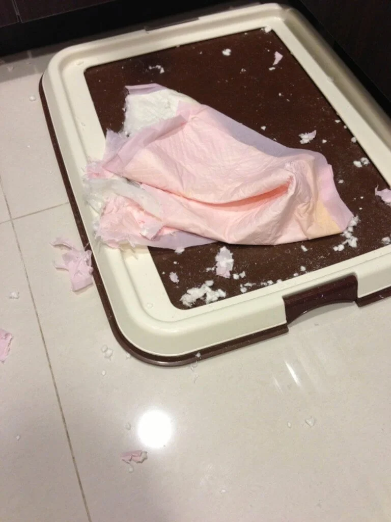 Bilu剛回家時會摧毀家中的尿片,後來野人就買些益智的玩具陪牠玩,令牠可以發洩精力。