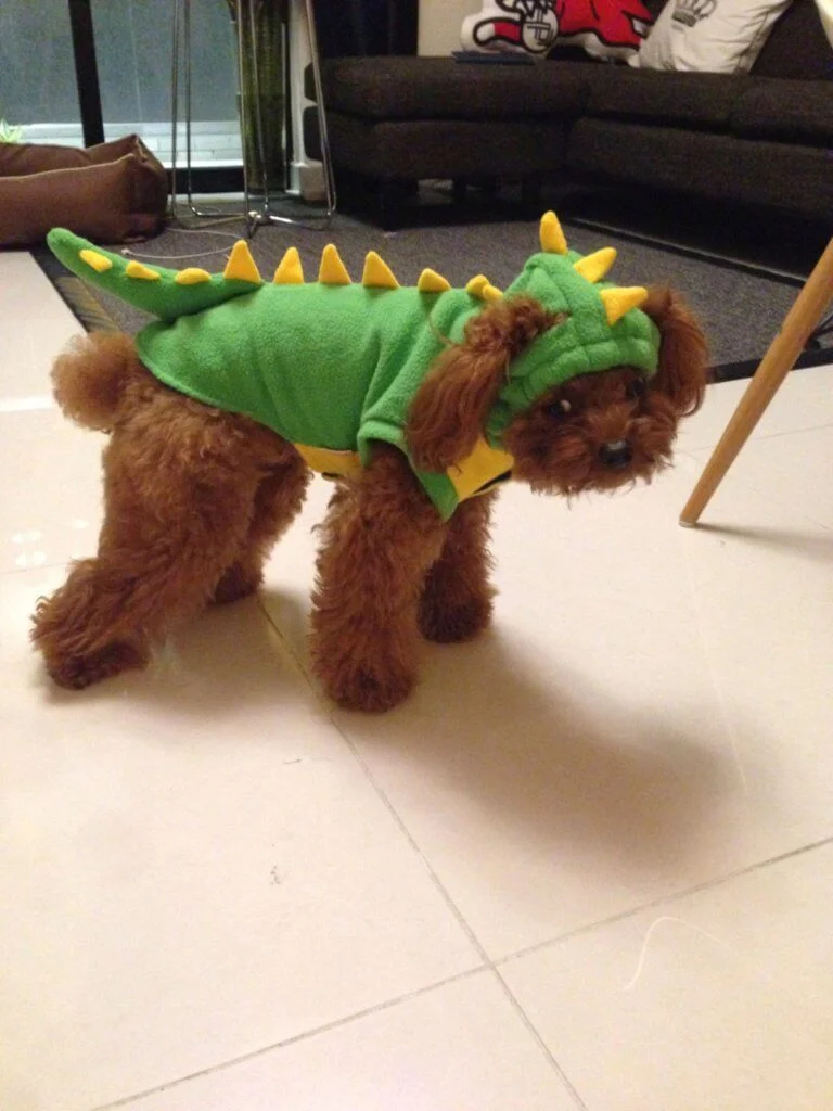 Bilu不喜歡穿任何衣物,有次野人為牠穿上一件恐龍衣服,牠就表現得一臉厭世。