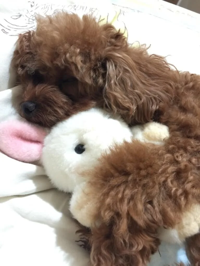 Bilu平日不太喜歡玩公仔,不過有次擁抱着毛公仔睡,野人便馬上捕捉這可愛的一刻。