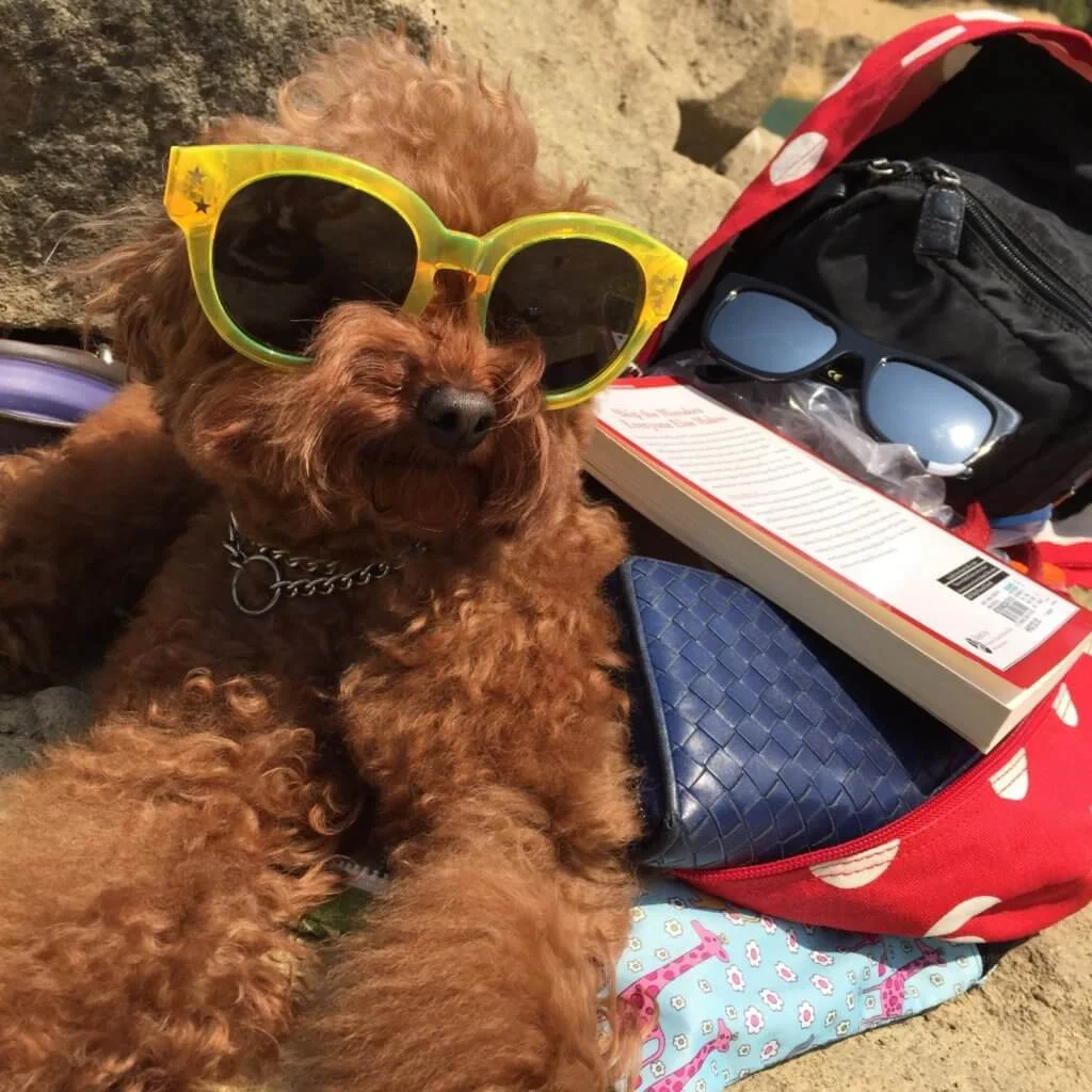 野人不時會帶Bilu去行山,停下來戴上太陽眼鏡的牠,看起來非常招積。