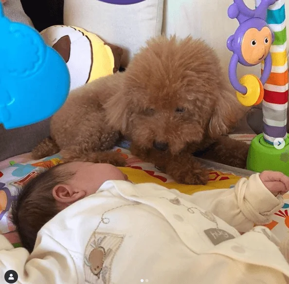 楊茜堯的愛犬,是小珍珠的好朋友。