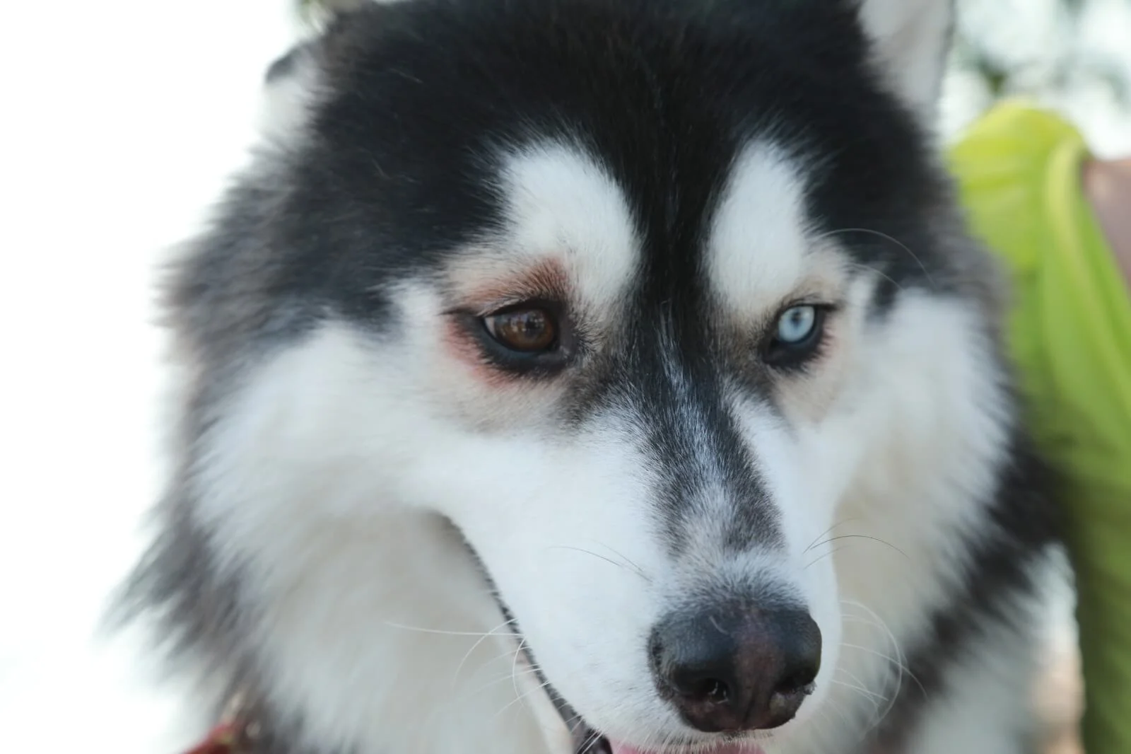 Cash雙眼異瞳色,好靚仔。