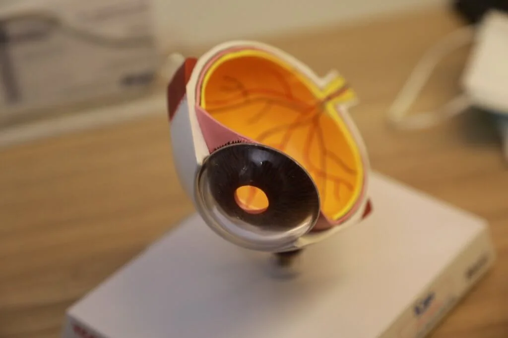 黃斑點是視網膜最中央位置