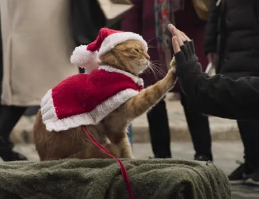 肥波的high five動作萌爆,殺死無數貓奴觀眾。