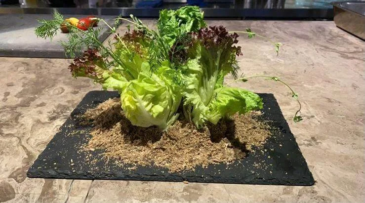 這是食用盆栽，用檸檬、欖油、溫室菜製成，泥則是黑欖和藜麥