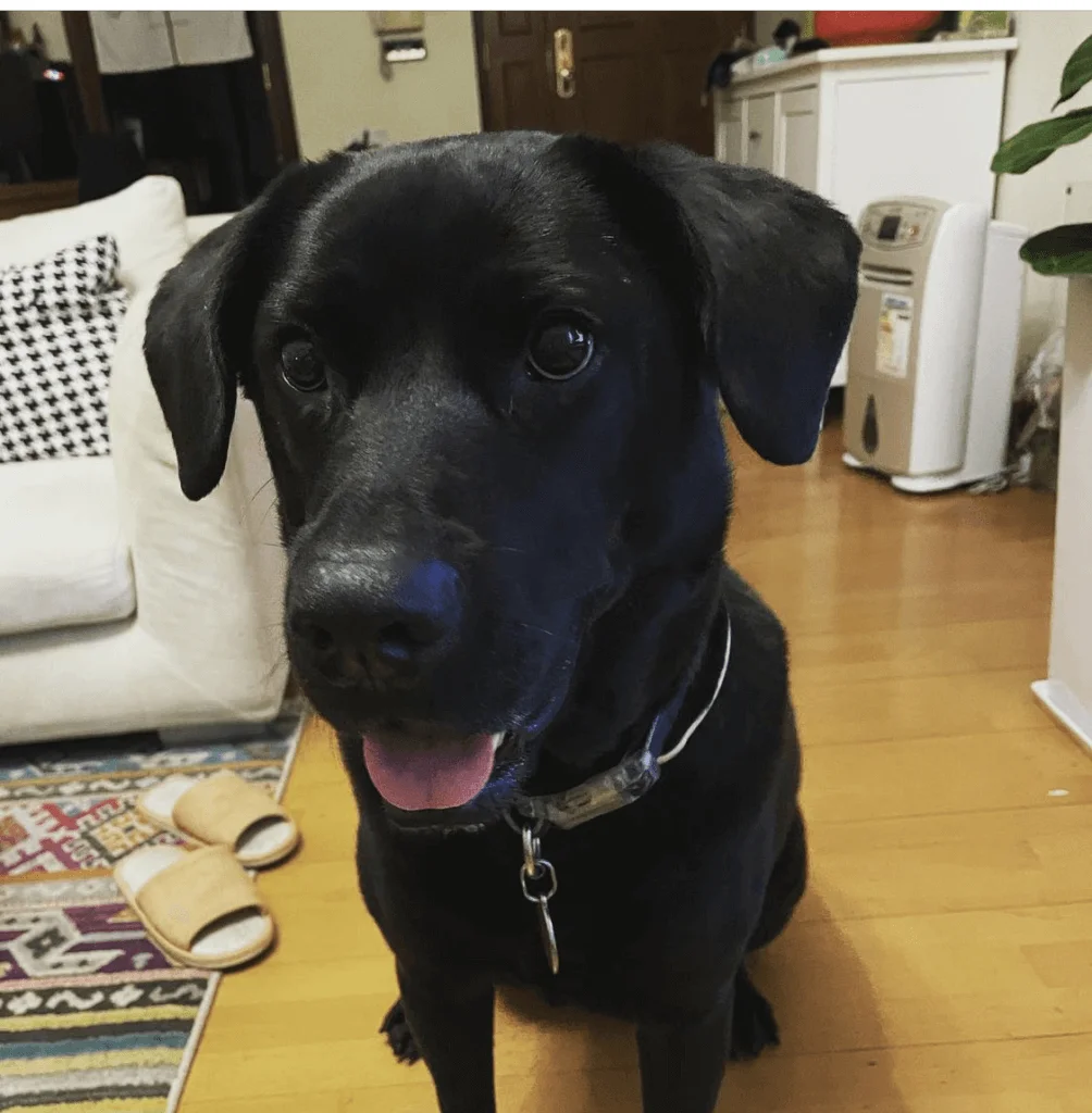 Wyan是鄭俊弘收養的流浪狗,原本暫養,但因為乖巧變成收養。