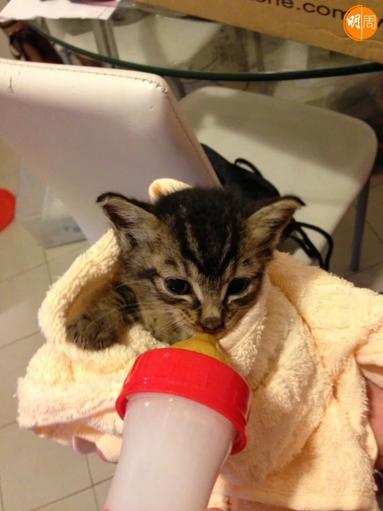 八年來，他對Jaguar的照顧，令牠由瘦弱的小貓變成一隻肥貓。