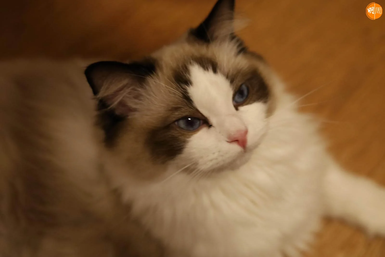 貓囡Ariel相當嗲人。