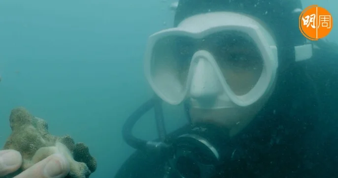 希望小珊瑚能夠茁壯成長。