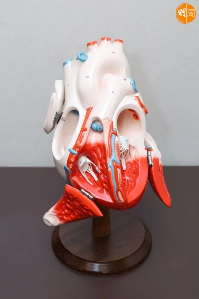 心臟被形容為兩房兩室的結構，出現問題經過各種複雜檢查，才有機會找到原因。