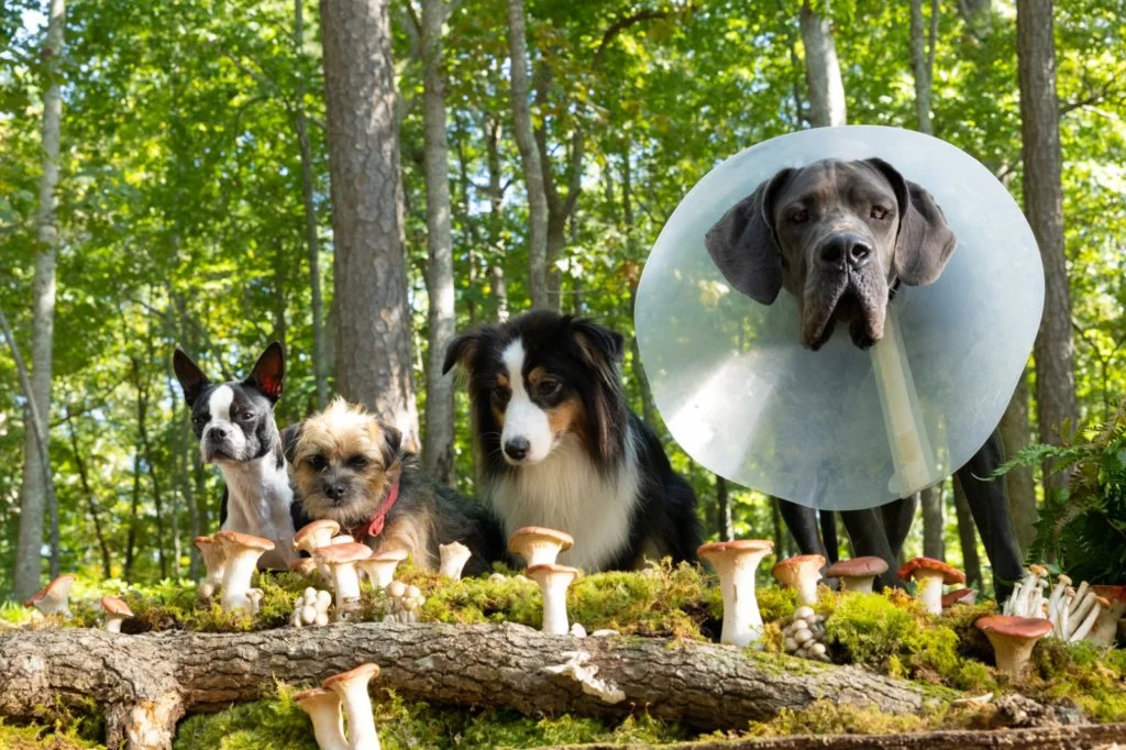 可憐棄犬主角維茲（左二）在《復仇戇狗聯盟》中與毒舌「波士頓㹴」阿北（左一）、澳洲牧羊犬及患有焦慮症的大丹犬，一齊踏上回家尋仇之旅。