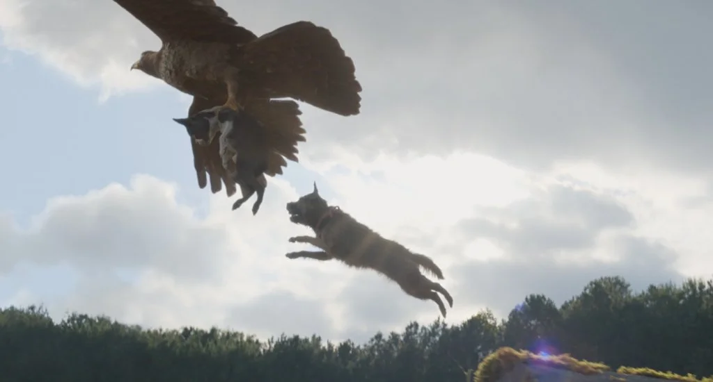 片中有狗主角救狗友，跟野鷹對抗的驚人動作場面，電腦特效水準不俗。