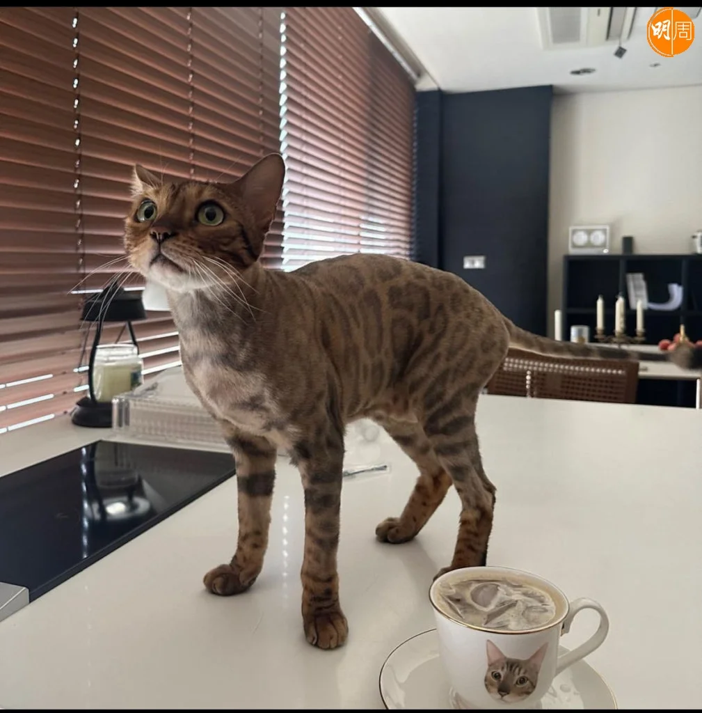 愛貓如命的李世榮不時上載貓貓照片