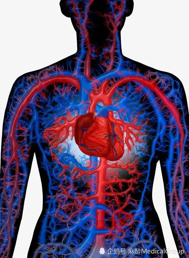 心臟將血液泵入動脈血管，推動血液在體內運行。 