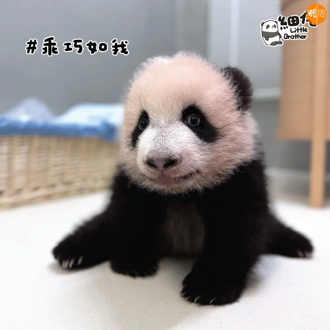 細佬呢個甫士冇得輸。